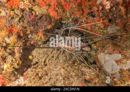 Aragosta dipinta (Panulirus versicolor) al Parco Nazionale della barriera corallina di Tubbataha Filippine Foto Stock