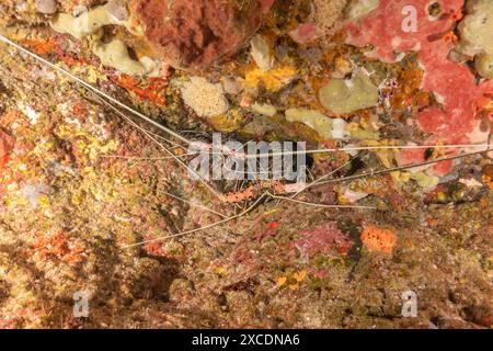 Aragosta dipinta (Panulirus versicolor) al Parco Nazionale della barriera corallina di Tubbataha Filippine Foto Stock