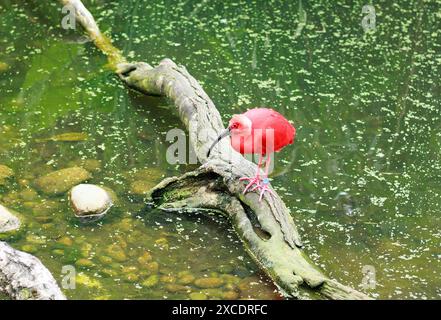Scarlet Ibis, adagiato su un ramo morto in un lago di acqua verde Foto Stock