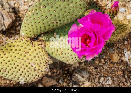 Fioritura del cactus Beavertail; Opuntia basilaris; Joshua Tree National Park; California; USA Foto Stock