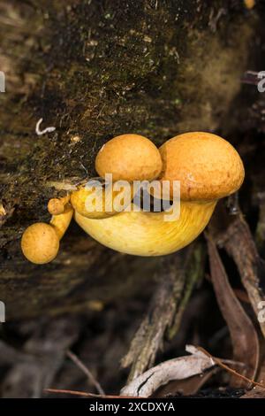 Giovani funghi Gymnopilus junonius (palestra da ridere) a Sao Francisco de Paula, nel sud del Brasile Foto Stock