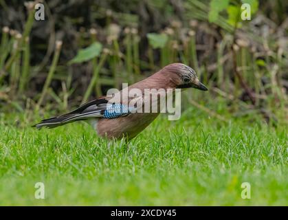 Un giaguaro sfacciato (Garrulus glandarius) con piume colorate in cerca di cibo in un ambiente di campagna. Suffolk, Regno Unito Foto Stock