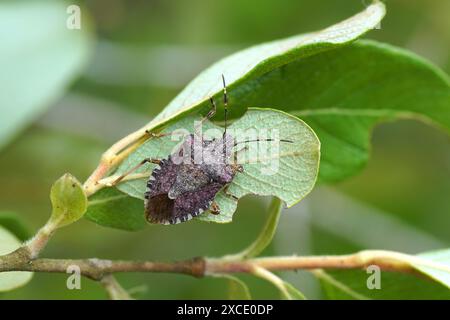 Brown marmorated Stink bug (Halyomorpha halys), famiglia Pentatomidae. Su foglie di arbusto. Estate, giugno, Francia Foto Stock