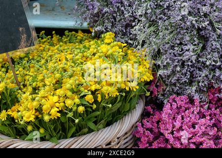 Mercato dei fiori a Copenaghen: Un cestino pieno di fiori gialli circondato da rosa e rosa pallida, Danimarca Foto Stock