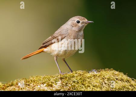Redstart femminile su un mossy rock a Dartmoor Foto Stock