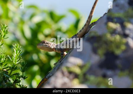 Una lucertola siede arroccata su una pietra in un ambiente naturale, crogiolandosi alla luce del sole. Sono visibili le scaglie verdi, marroni e abbronzanti della lucertola, così come le lussureggianti piante verdi che la circondano. Foto Stock