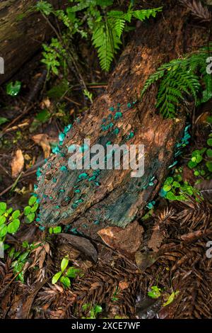 Chlorociboria sp. (Elfcup verde), funghi selvatici a Sao Francisco de Paula, Brasile Foto Stock