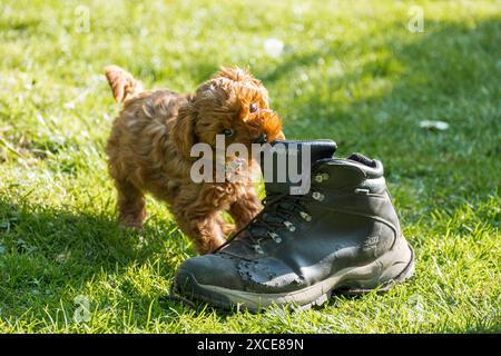 Bonnie, un cucciolo cavapoo di 2 mesi che gioca con la scarpa da passeggio di un uomo. Foto Stock