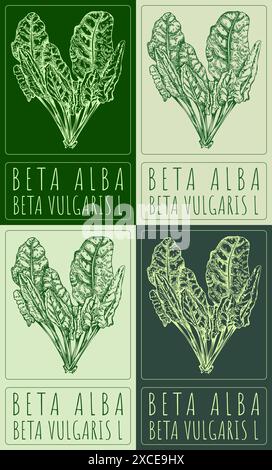 Set di disegni vettoriali BETA ALBA in cinese in vari colori. Illustrazione disegnata a mano. Il nome latino è BETA VULGARIS L. Illustrazione Vettoriale