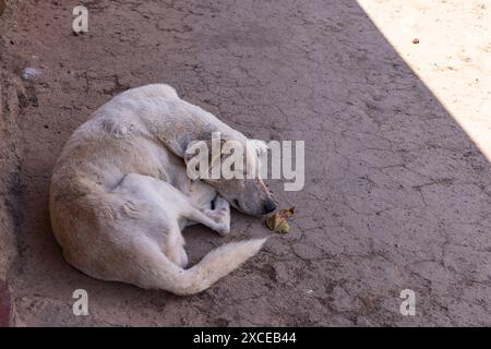 Cane da strada che dorme davanti a una casa in Nicaragua Foto Stock