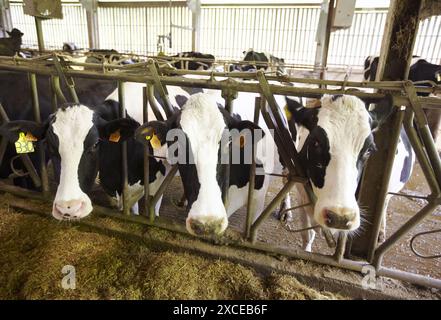 Vacche da latte in fattoria, Azpeitia, Gipuzkoa, Paesi Baschi Foto Stock