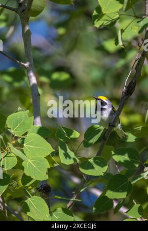 Parula alata d'oro maschile in una mattina di giugno nel Wisconsin settentrionale. Foto Stock