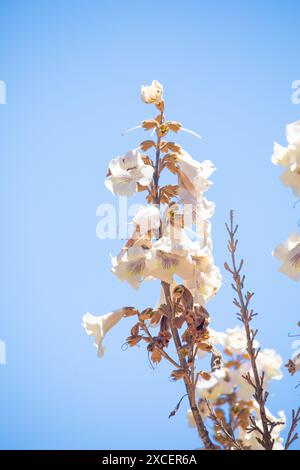 Crescendo Paulonia Imperial (Paulownia tomentosa) ammassi di infiorescenze rosa-bianco, delicati fiori di paulonia contro il cielo blu della giornata di sole. selettivo Foto Stock