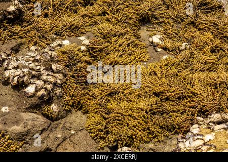 Nepture's Necklace, Coromandel Rock Pools, nuova Zelanda Foto Stock