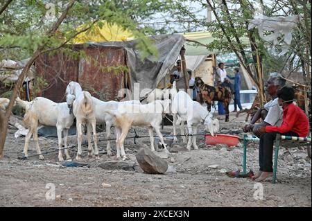 Ajmer, India. 14 giugno 2024. Bakara Mandi Ajmer un mercato di bestiame durante il festival Eid-al-Adha. Il bestiame destinato al sacrificio durante il festival islamico Eid ul Adha è disponibile per l'acquisto in un mercato. EID ul Adha, chiamato anche "Festival del sacrificio" o Bakr Eid, ha una grande importanza nel calendario islamico ed è celebrato a livello globale. (Foto di Shaukat Ahmed/Pacific Press) credito: Pacific Press Media Production Corp./Alamy Live News Foto Stock