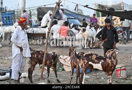 Ajmer, India. 14 giugno 2024. Bakara Mandi Ajmer un mercato di bestiame durante il festival Eid-al-Adha. Il bestiame destinato al sacrificio durante il festival islamico Eid ul Adha è disponibile per l'acquisto in un mercato. EID ul Adha, chiamato anche "Festival del sacrificio" o Bakr Eid, ha una grande importanza nel calendario islamico ed è celebrato a livello globale. (Foto di Shaukat Ahmed/Pacific Press) credito: Pacific Press Media Production Corp./Alamy Live News Foto Stock