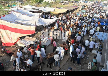 Ajmer, India. 14 giugno 2024. Bakara Mandi Ajmer un mercato di bestiame durante il festival Eid-al-Adha. Il bestiame destinato al sacrificio durante il festival islamico Eid ul Adha è disponibile per l'acquisto in un mercato. EID ul Adha, chiamato anche "Festival del sacrificio" o Bakr Eid, ha una grande importanza nel calendario islamico ed è celebrato a livello globale. (Foto di Shaukat Ahmed/Pacific Press) credito: Pacific Press Media Production Corp./Alamy Live News Foto Stock