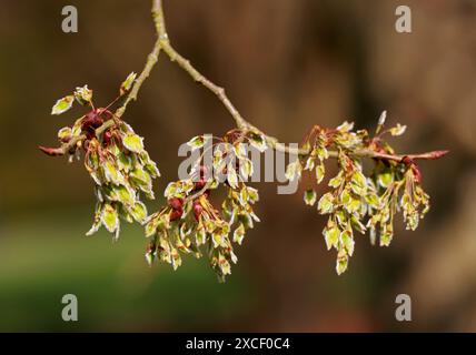 European White Elm, fluttering Elm, spread Elm, signorili Elm e, negli Stati Uniti, Russian Elm, Ulmus laevis, Ulmaceae, Europe. Frutta giovane Foto Stock