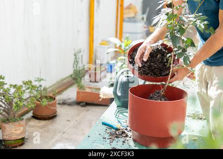 Uomo irriconoscibile che mette il terreno compostato in una pentola con una pianta durante la mattina in giardino. Giardinaggio a casa Foto Stock