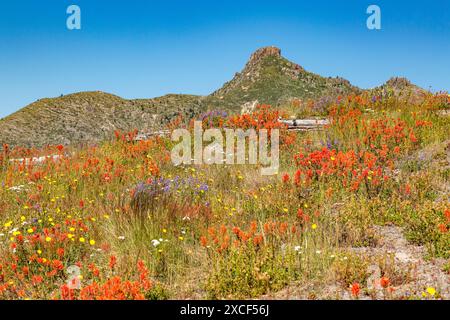 Nord America, stato di Washington, Pacifico nord-occidentale, contea di Skamania. Il Monte Sant'Elena o Louwala-Clough è uno stratovulcano attivo. Pennello indiano Foto Stock