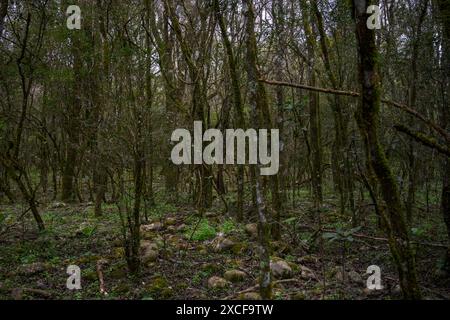 Scena di una tipica foresta nativa dell'America Latina completamente conservata, originale e senza spazzatura o specie esotiche. pietre in primo piano Foto Stock