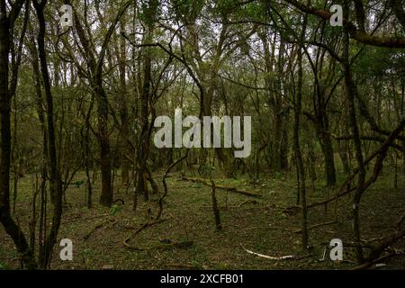 Scena di una tipica foresta nativa dell'America Latina completamente conservata, originale e senza spazzatura o specie esotiche Foto Stock