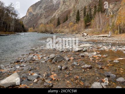 La confluenza di due piccoli fiumi di montagna con fondo roccioso e sponde che scorrono attraverso una fitta foresta di conifere all'inizio dell'autunno. Altai, Siberia, R. Foto Stock