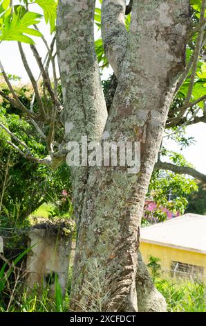 Albero del pane Foto Stock