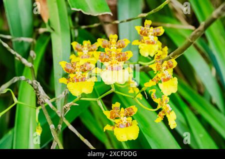 Fiori e foglie di Orchidea Foto Stock