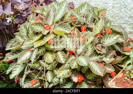 Fiamma viola in fiore Foto Stock