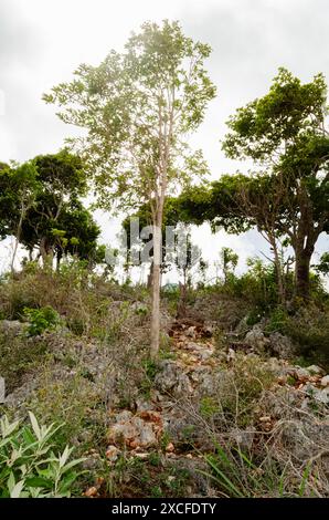 Alberi che crescono da una piccola collina con grandi rocce incastonate Foto Stock