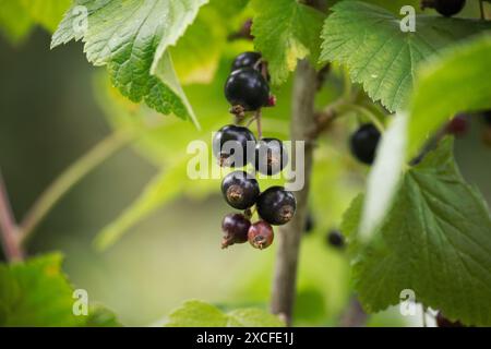 Il ribes nero maturo appeso a un ramo circondato da foglie verdi scure, lo sfondo dietro le foglie e la frutta è sfocato, dando un effetto bokeh Foto Stock