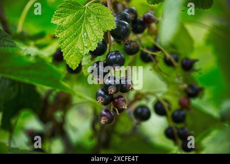 Il ribes nero maturo appeso a un ramo circondato da foglie verdi scure, lo sfondo dietro le foglie e la frutta è sfocato, dando un effetto bokeh Foto Stock
