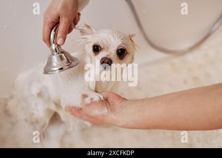 Primo piano ritratto di un simpatico cane seduto nella vasca da bagno con una donna che lava le zampe minuscole nel salone di cura degli animali domestici Foto Stock