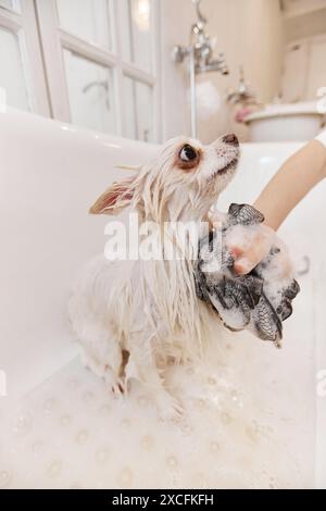 Vista laterale del piccolo cane che si lava le mani nella vasca da bagno con loofah e bolle di sapone Foto Stock