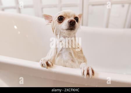 Primo piano ritratto di un simpatico cane che sbuca dalla vasca da bagno dopo essere stato lavato nel lussuoso spazio per le copie del salone di cura del corpo Foto Stock