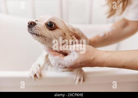 Primo piano di una giovane donna premurosa che lava delicatamente il cane nella vasca da bagno con bolle di sapone e copia dello spazio Foto Stock