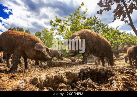 Maiali Mangalica che pascolano in una giornata di sole fattoria Foto Stock