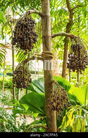 La Livistona chinensis o palma da ventaglio cinese o palma da fontana è una specie di palma subtropicale dell'Asia orientale. Foto Stock