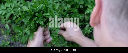 Le mani degli agricoltori raccolgono il prezzemolo in giardino all'aperto. Concetto biologico di giardinaggio domestico e coltivazione di erbe verdi. Verdure fresche coltivate localmente Foto Stock