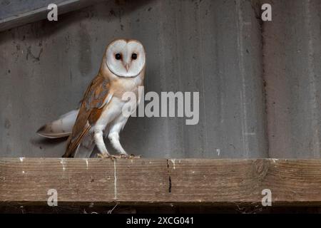 Fienile (Tyto alba), nel fienile, in un piccolo villaggio nel Muensterland, Renania settentrionale-Vestfalia Foto Stock