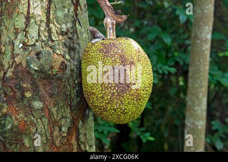 Albero di jackfruit maturo (Artocarpus heterophyllus) appeso a un albero, Koh Samui, Thailandia Foto Stock