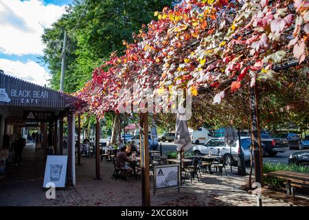 Caffetteria australiana a Bellingen, nuovo Galles del Sud, foglie di colore rosso autunnale attraverso un pergolato, nuovo Galles del Sud, Australia, autunno 2024 Foto Stock