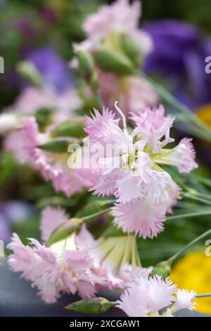 Una collezione di deliziosi fiori rosa e bianchi accompagnati da quelli gialli in lontananza, con varie parole chiave come fiore, pianta, petalo e mo Foto Stock