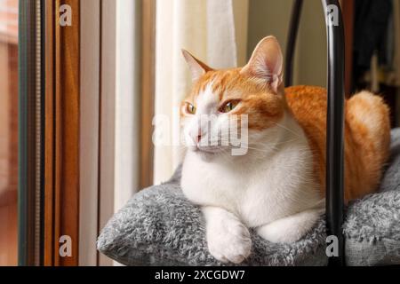 Un gatto bianco e arancione giace su un cuscino grigio vicino a una finestra che si gode il primo piano del sole pomeridiano con i capelli di un animale da tabby allo zenzero Foto Stock