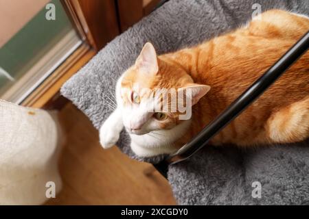 Un gatto di zenzero con un petto bianco giace su un soffice letto grigio, guardando in alto con occhi curiosi. Sembra che stia crogiolando al sole vicino a una finestra Foto Stock