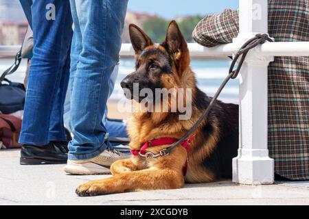 Un pastore tedesco al guinzaglio aspetta pazientemente alla ringhiera di una passeggiata sull'oceano accanto al suo proprietario e ad altre persone. Un animale leale che si sdraia e guarda Foto Stock