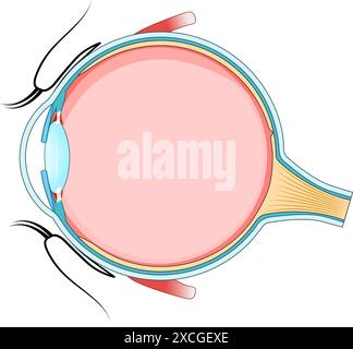 Anatomia degli occhi. Sezione trasversale di un occhio umano. Diagramma per l'istruzione e l'uso medico. Illustrazione vettoriale Illustrazione Vettoriale