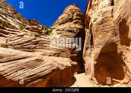 Formazioni rocciose di arenaria lungo il canyon di Wire Pass, Vermilion Cliffs National Monument, Utah, USA Foto Stock