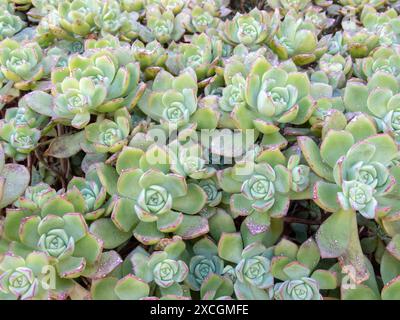 Eonio di Haworth, eonium haworthii o rosetta succulenta pianta a rosetta di foglie verdi dal bordo rosso. Foto Stock